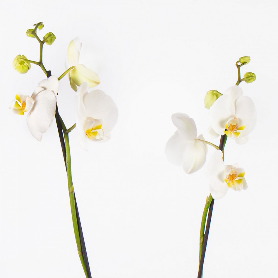 Plant Phalaenospis wit 2-tak